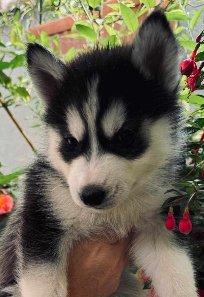 Of Moonstone's Creek - Chiot disponible  - Siberian Husky