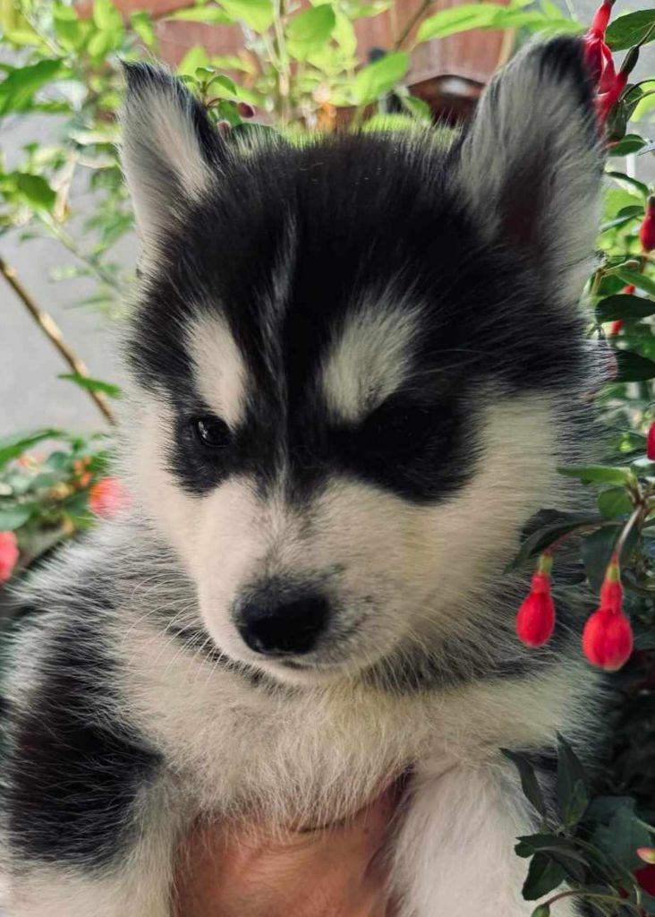 Of Moonstone's Creek - Chiot disponible  - Siberian Husky