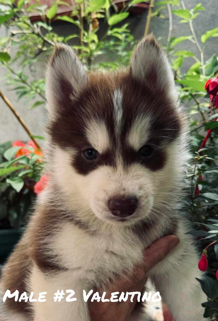 Of Moonstone's Creek - Chiot disponible  - Siberian Husky