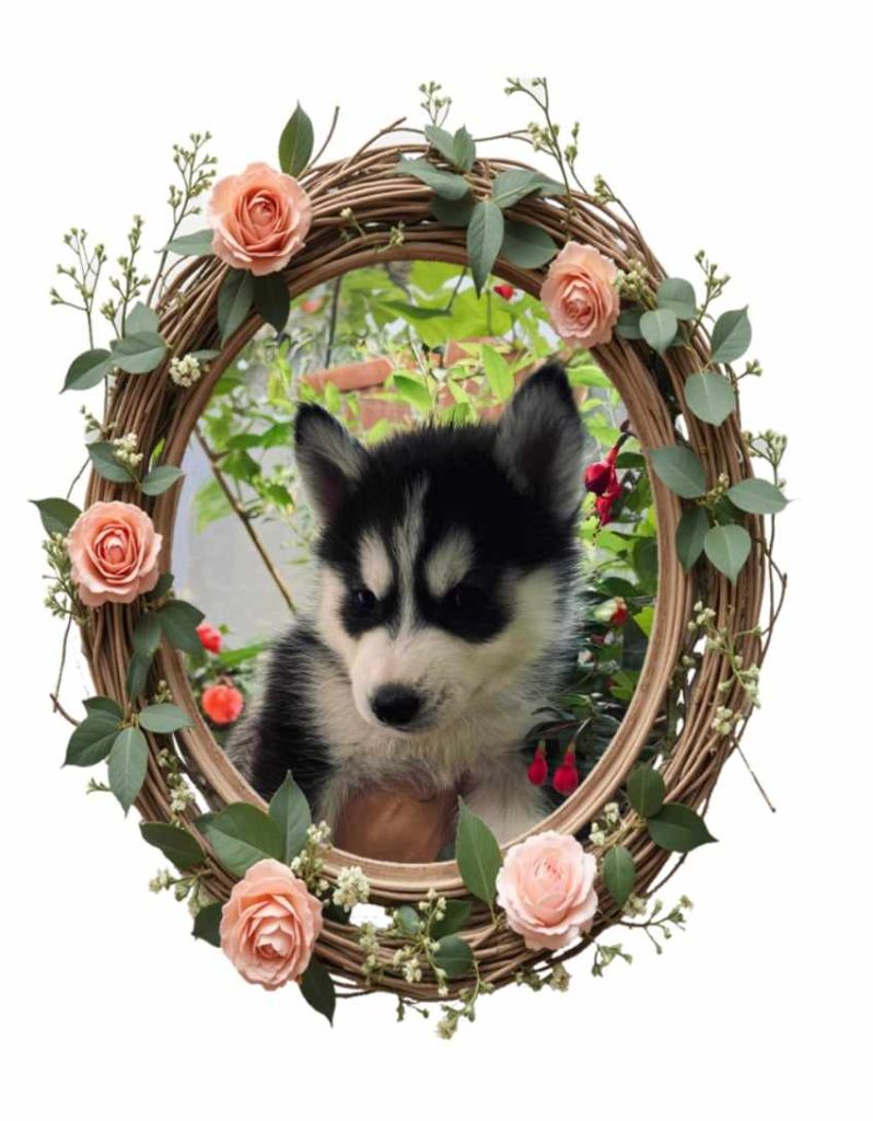 Of Moonstone's Creek - Chiot disponible  - Siberian Husky