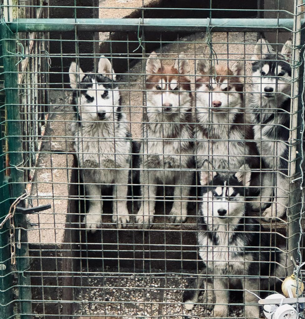 chiot Siberian Husky Of Moonstone's Creek