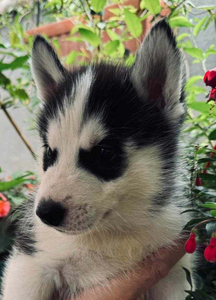 Of Moonstone's Creek - Chiot disponible  - Siberian Husky